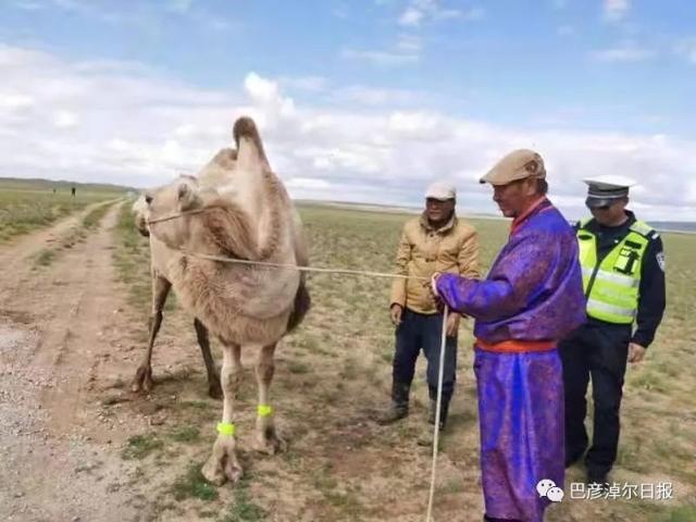 Innere Mongolei Bayannaoer trägt reflektierendes Beinband für Kamele
